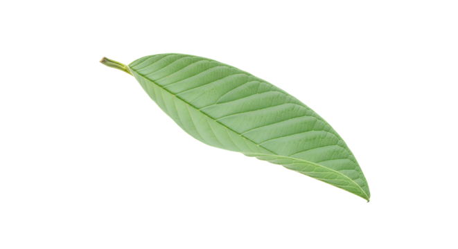 A single green leaf with prominent veins, isolated on a white background, showcasing its natural texture and detailed structure