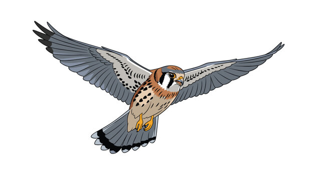 Majestic kestrel soaring with wings spread wide across a clean white backdrop, a symbol of freedom and nature's beauty in flight