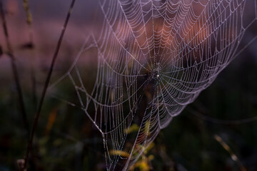 Detailed horizontal close up of a spider web densely covered in dew drops glistening in the low light against a dark blurry background of foliage