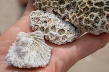 Close up of a person's hand holding three small white pieces of dried dead coral showing intricate...