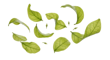 Beautiful white and yellow daffodils blooming with falling petals, a cheerful spring floral arrangement