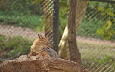 Image of a golden Jackal resting on a Stone