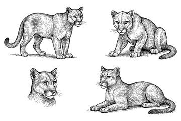 cougar set in detailed vintage engraving style, Transparent Background