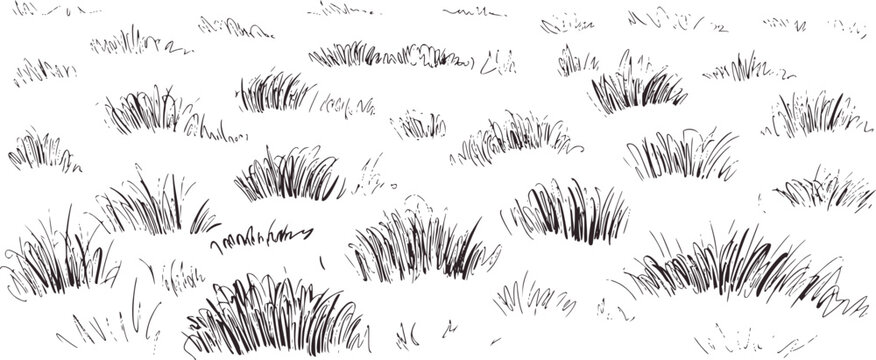 Black and white sketch grass clumps nature