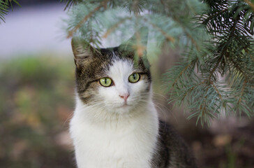 A cat with green eyes