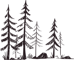 Tall evergreen trees in a forest nature black