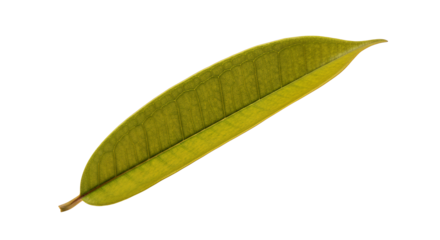 Vibrant Green Leaf Isolated on White A Detailed Macro Shot of Nature's Beauty