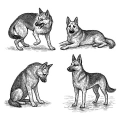 German shepherd dog in multiple poses rendered in vintage engraving style, Transparent Background