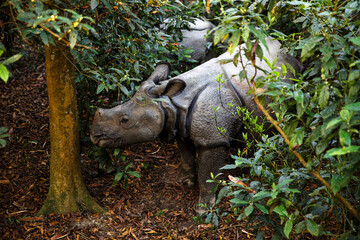 One-Horned Rhinoceros Hidden in Lush Jungle