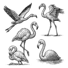 Flamingos in various poses drawn in vintage engraving style, Transparent Background