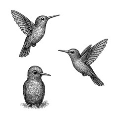 Hummingbirds in detailed vintage engraving style, Transparent Background