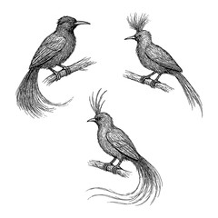 Bird of paradise set in detailed vintage engraving style with ornate tail feathers, Transparent Background