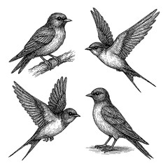 Swallow bird set in detailed vintage engraving style with multiple flying and perched poses, Transparent Background © SenorPinky