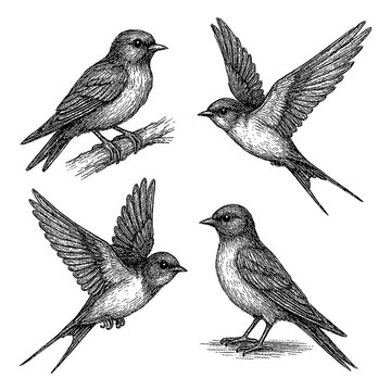Swallow bird set in detailed vintage engraving style with multiple flying and perched poses, Transparent Background