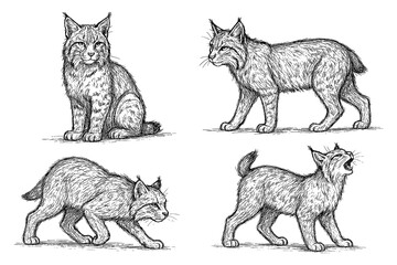 Bobcat sketches in detailed vintage engraving style, Transparent Background