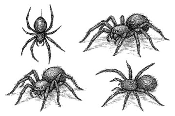 Spider sketches in detailed vintage engraving style, Transparent Background