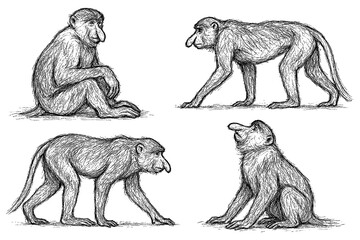 Proboscis monkey sketches in detailed vintage engraving style, Transparent Background
