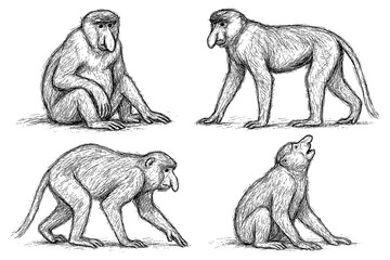 Proboscis monkey sketches in detailed vintage engraving style, Transparent Background