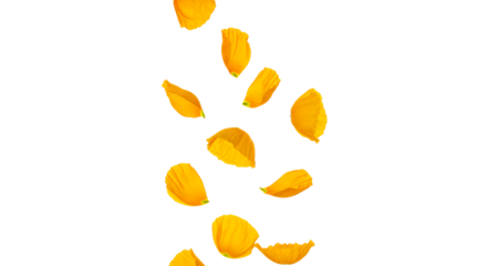Vibrant golden and orange petals gracefully cascade downwards, creating a beautiful and delicate shower against a pristine white background, evoking a sense of natural beauty and gentle movement