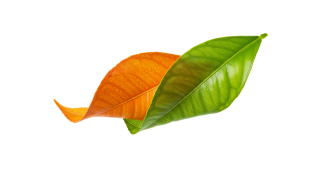 Autumn Meets Spring A Colorful Dance of Changing Leaves