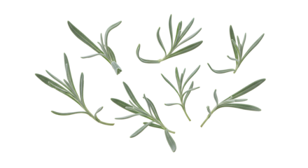 A collection of fresh green rosemary sprigs with delicate leaves, isolated on a white background