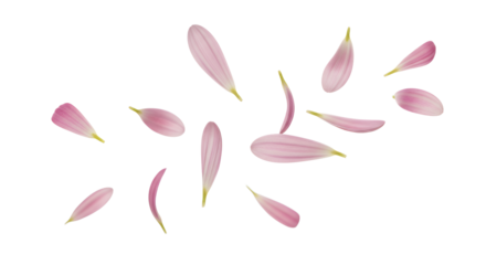 Graceful pink flower petals gently cascade and scatter across a clean white backdrop, creating a light and airy composition that symbolizes purity, delicate beauty, and natural freshness