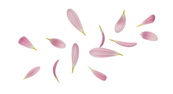 Graceful pink flower petals gently cascade and scatter across a clean white backdrop, creating a light and airy composition that symbolizes purity, delicate beauty, and natural freshness