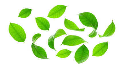 Fototapeta premium Fresh Green Leaves Floating Against White Background Natural Beauty and Refreshment Concept