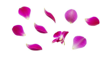 A collection of vibrant fuchsia and pink orchid petals, delicately scattered across a pristine white background, capturing the elegance and natural beauty of these exotic flowers