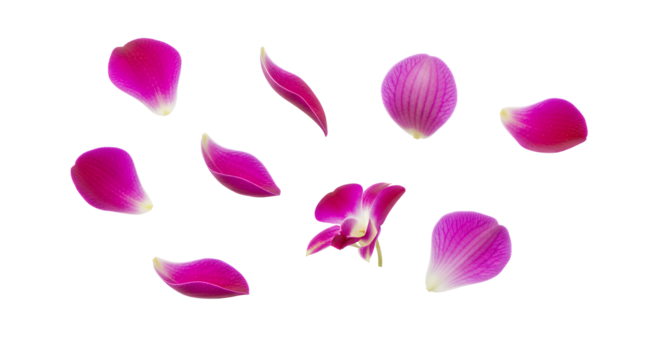 A collection of vibrant fuchsia and pink orchid petals, delicately scattered across a pristine white background, capturing the elegance and natural beauty of these exotic flowers