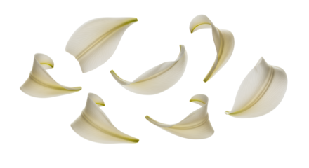 Delicate white flower petals gently scattered and isolated on a pure white background, showcasing their elegant curves and translucent texture