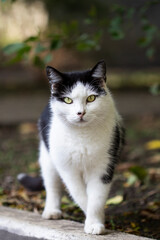 White cat with black spots and green eyes