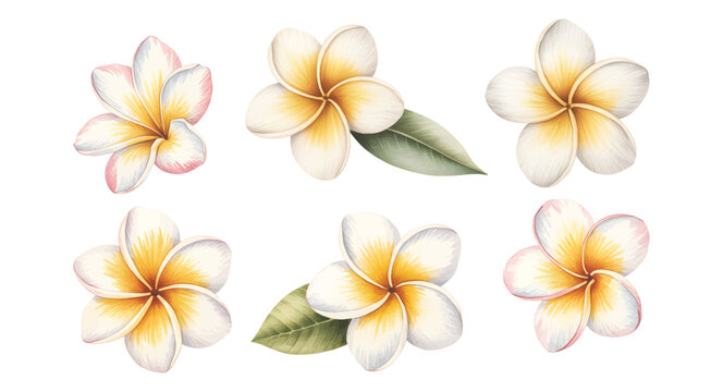 Soft watercolor plumeria flower collection. Frangipani floral illustrations.