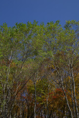 Fototapeta premium Trekking in Akiyama during the autumn outing season - Stroll along the nature trail as the leaves begin to change color / 錦秋の行楽シーズン，青空の下で秋山のトレッキング風景～紅葉の色づき始めた自然探勝路を散策する