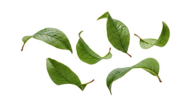 A collection of fresh green leaves gently floating and swirling against a clean white background, showcasing nature's delicate beauty