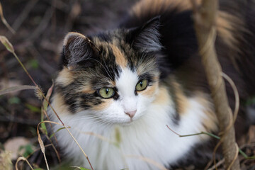 tricolor cat