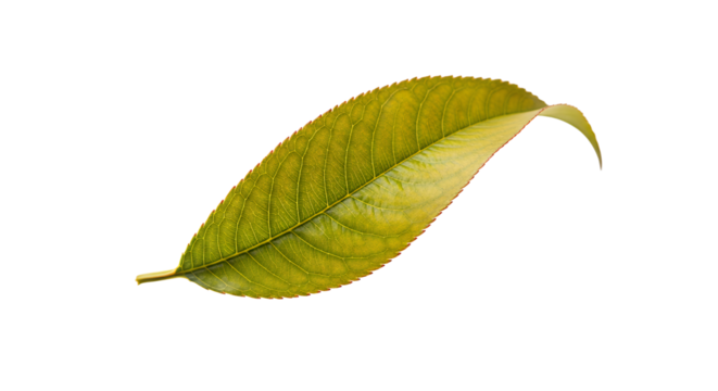 Close-up of a vibrant, healthy green leaf with detailed textures and natural beauty against white