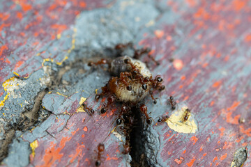Ants eating a bug