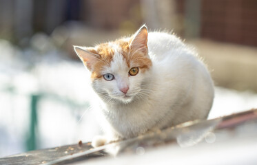 cat with heterochromia