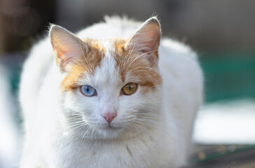 White and red cat with heterochromia