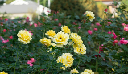 Obraz premium バラの花