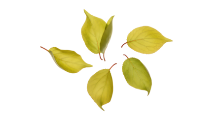 Artfully arranged vibrant yellow and green leaves forming a delicate circular pattern, capturing the essence of nature's seasonal transition on a pristine white background