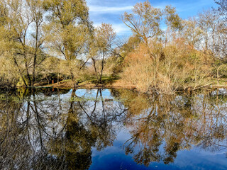 tranquil autumn pond reflecting golden trees, glassy water mirrors blue sky and scattered clouds, reeds and low branches framing