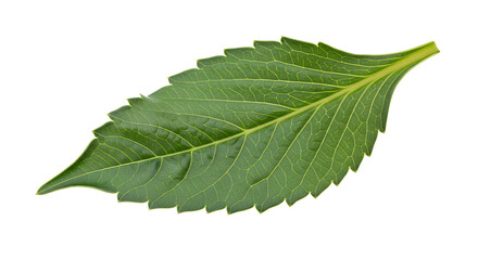 Obraz premium Detailed Close-up of a Green Leaf Isolated on White Nature's Intricate Texture and Beauty
