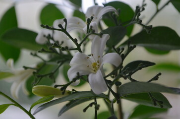 Blooming Muraya Paniculata Orange Jasmine Flower