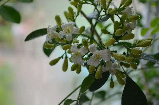 Blooming Muraya Paniculata Orange Jasmine Flower