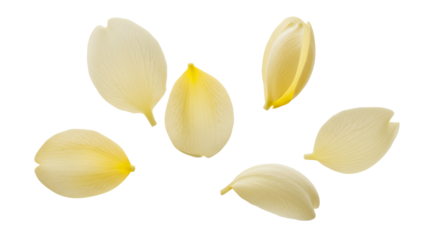 Delicate Petals Floating A Close-Up of Soft, Creamy-Hued Blossoms with Light and Shadow