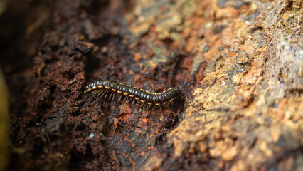 Flat Millipede Crawling on Dark Forest Soil