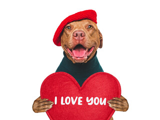 I love you. Cute dog and a love message. Dog smiling. Close-up, indoors. Studio shot. Congratulations for family, relatives, loved ones, friends and colleagues. Pet care concept