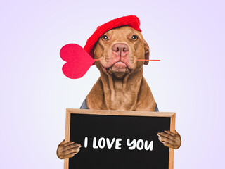 Cute dog and inscription I Love You. Close-up, indoors. Studio shot. Congratulations for family, relatives, loved ones, friends and colleagues. Pet care concept